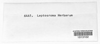 Leptostroma herbarum image
